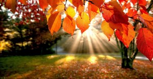 herfst-wallpaper-met-oranje-bladeren-en-zonnestralen